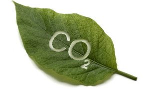 The Diesel Debate